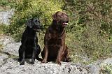 LABRADOR 105
